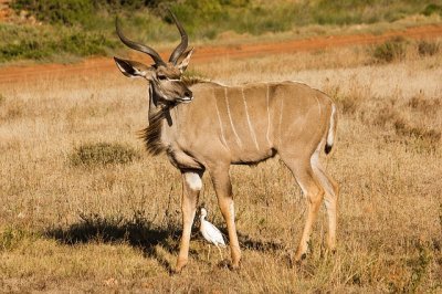 Kudu