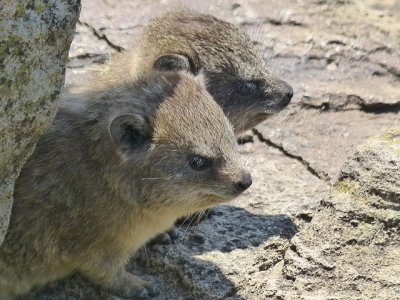 Procavia delle steppe