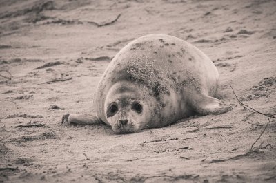 Foca grigia