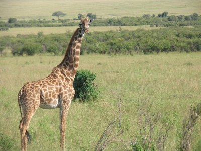 Giraffa masai