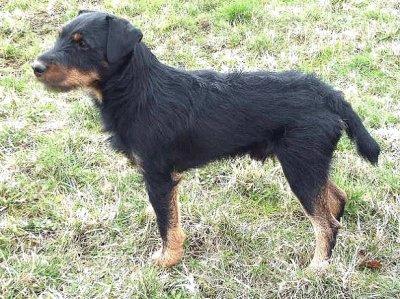 Terrier deuscher jagd