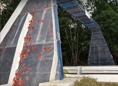 Crab Bridge - Australia