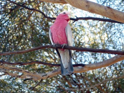 Cacatua rosato