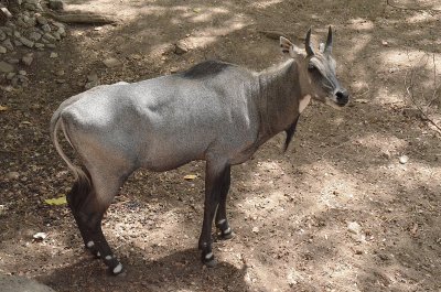 Nilgau