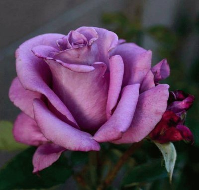 purple rose