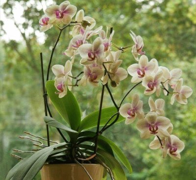 Orchid