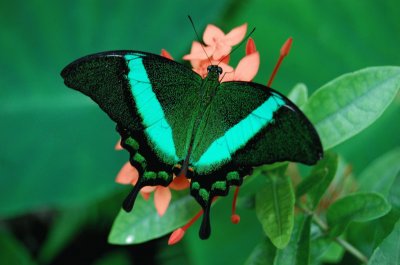 Papilio palinurus