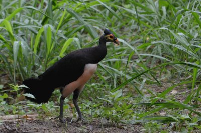 Megapodiidae