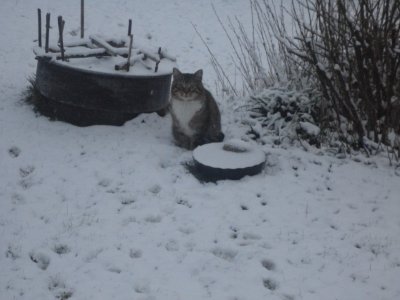 chat dans la neige