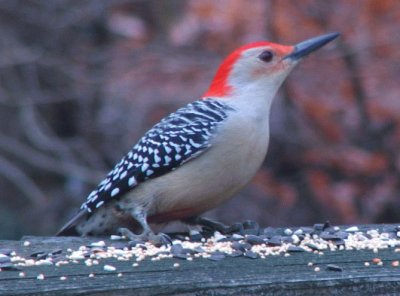 Piciformes