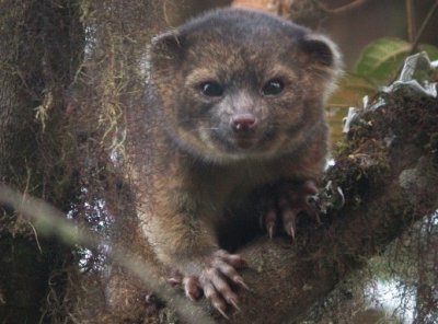 Olinguito