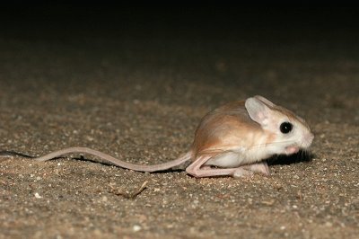 Jerboa