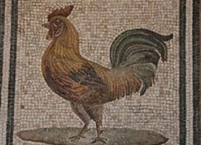 GALLO ROMANO