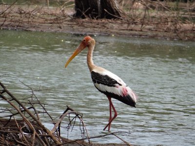 Cicogna verniciata