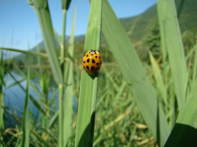 coccinelle