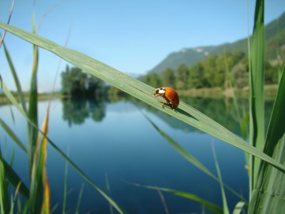 coccinelle