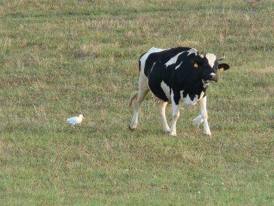 vache et aigrette