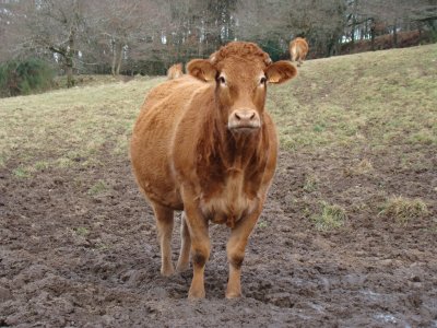 vache