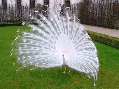 Pavo Real Blanco