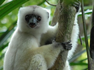 Sifaka silly