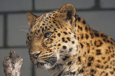 Leopardo amur