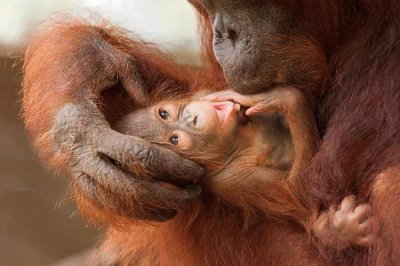 Orang mom and baby