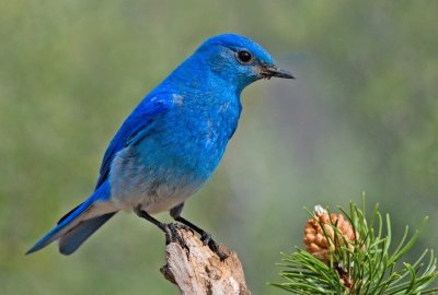 Uccello azzurro di montagna