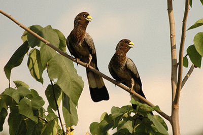 Schizoro chiassoso orientale