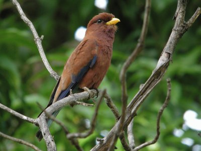 Euristomo africano