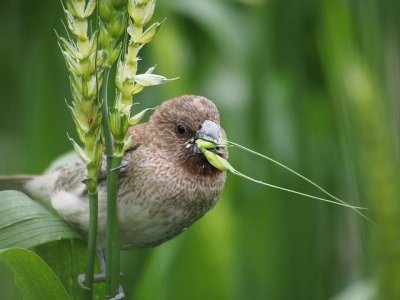 Munia