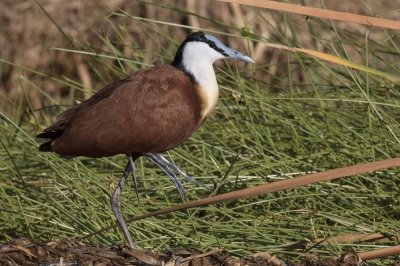 Jacana africana