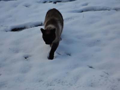 mia dans la neige