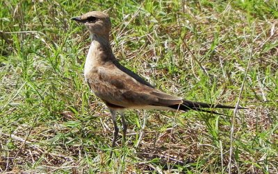 Stiltia isabella