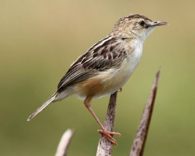 Cisticola