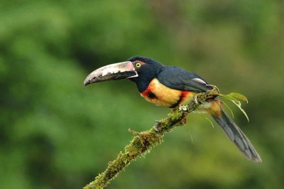 Aracari dal collare