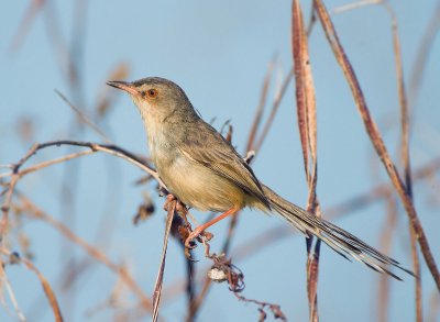 Prinia parda