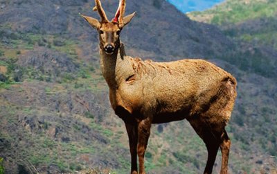 Huemul