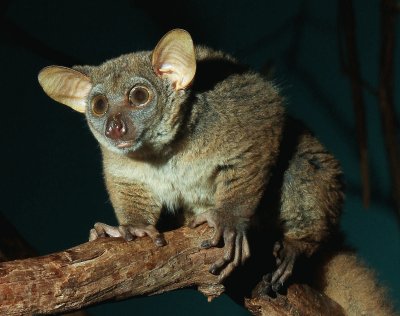 Galago