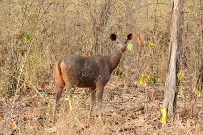 Sambar