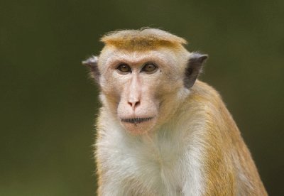 Macaco dal berretto