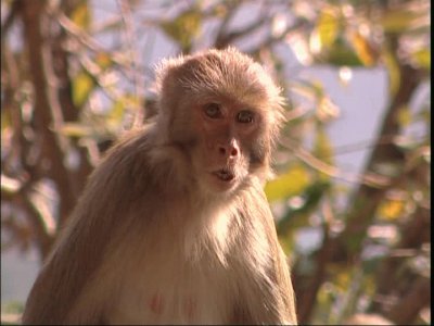 Macaco rhesus