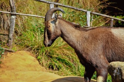 Tahr del nilgiri