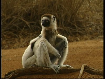 Sifaka di verreaux