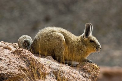 Viscaccia boliviana