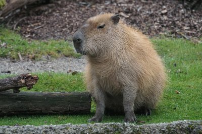 Capibara