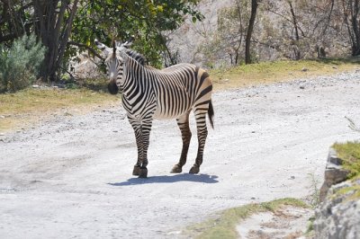 Zebra di montagna