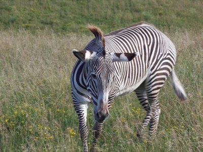 Zebra di grevy