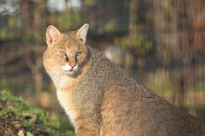 Gatto della giungla