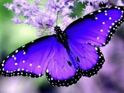 Precious Purple Butterfly