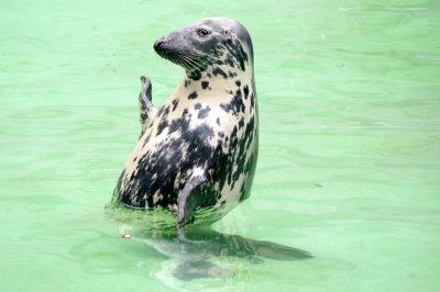 Foca dagli anelli